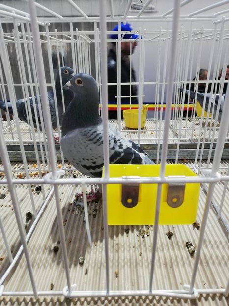  - 2020 EXPOZITIA JUDETEANA Prahova UCPR