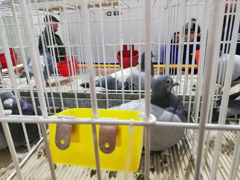  - 2020 EXPOZITIA JUDETEANA Prahova UCPR