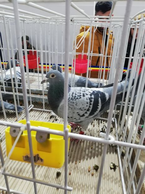  - 2020 EXPOZITIA JUDETEANA Prahova UCPR