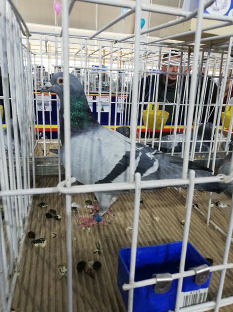  - 2020 EXPOZITIA JUDETEANA Prahova UCPR