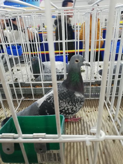  - 2020 EXPOZITIA JUDETEANA Prahova UCPR