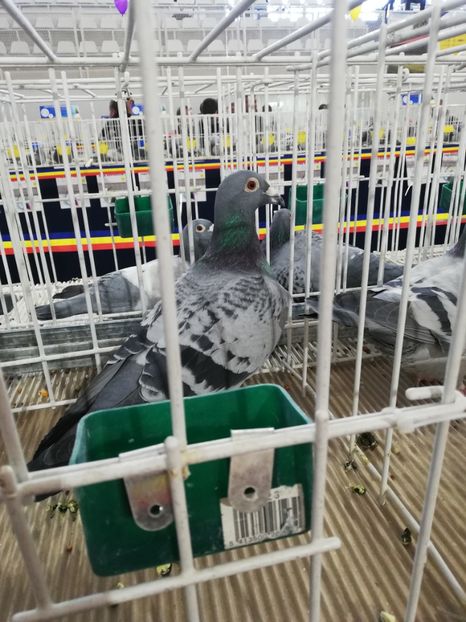  - 2020 EXPOZITIA JUDETEANA Prahova UCPR