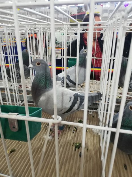  - 2020 EXPOZITIA JUDETEANA Prahova UCPR