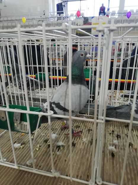  - 2020 EXPOZITIA JUDETEANA Prahova UCPR