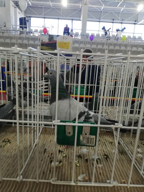  - 2020 EXPOZITIA JUDETEANA Prahova UCPR