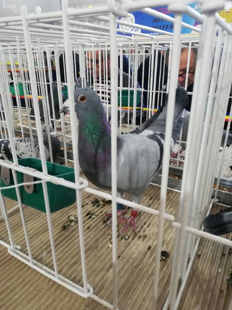  - 2020 EXPOZITIA JUDETEANA Prahova UCPR