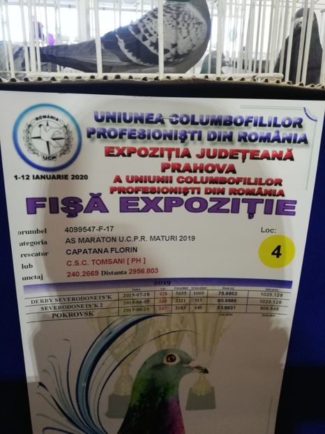 - 2020 EXPOZITIA JUDETEANA Prahova UCPR