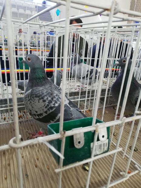  - 2020 EXPOZITIA JUDETEANA Prahova UCPR