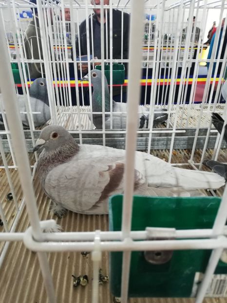  - 2020 EXPOZITIA JUDETEANA Prahova UCPR