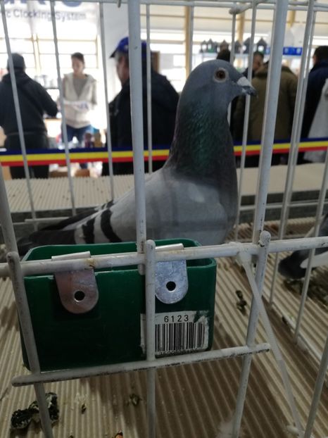  - 2020 EXPOZITIA JUDETEANA Prahova UCPR