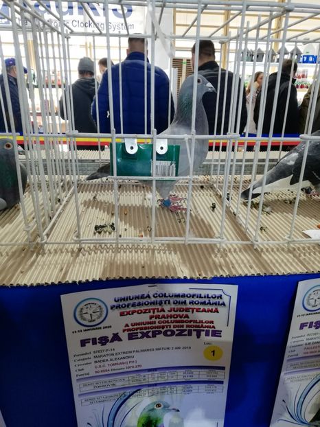  - 2020 EXPOZITIA JUDETEANA Prahova UCPR