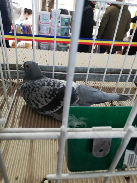  - 2020 EXPOZITIA JUDETEANA Prahova UCPR