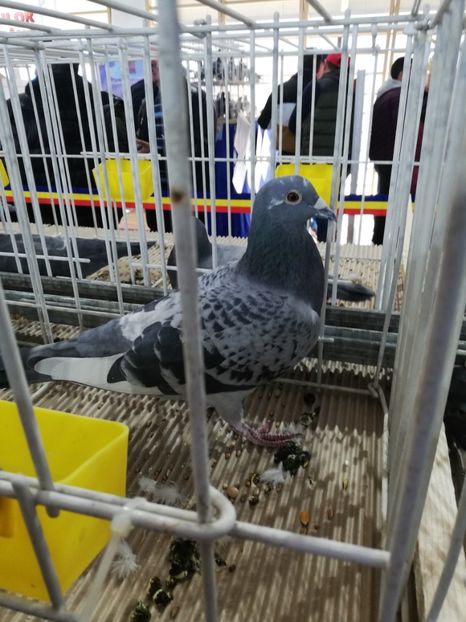  - 2020 EXPOZITIA JUDETEANA Prahova UCPR