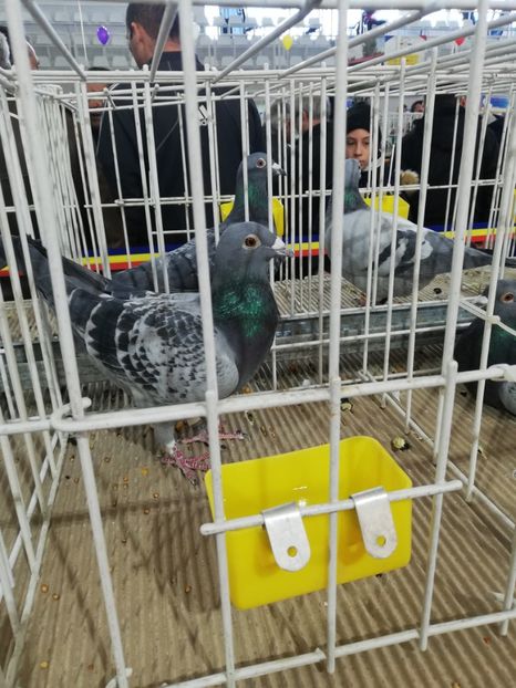  - 2020 EXPOZITIA JUDETEANA Prahova UCPR