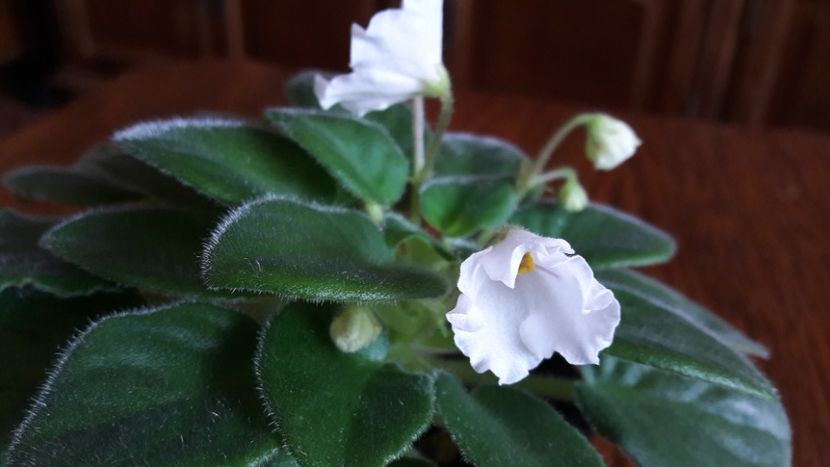  - Alan s White Feather