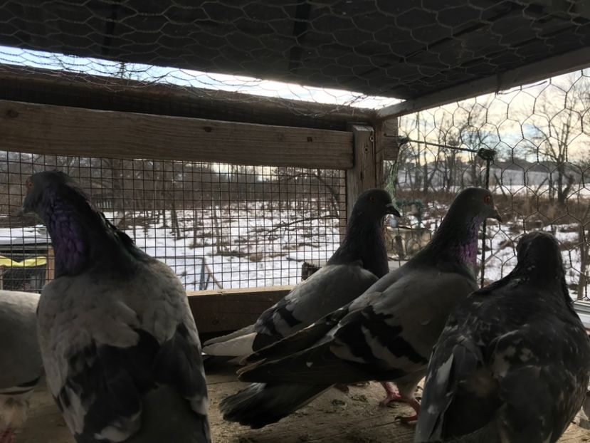 Poza3 - Gutani 2019-2020