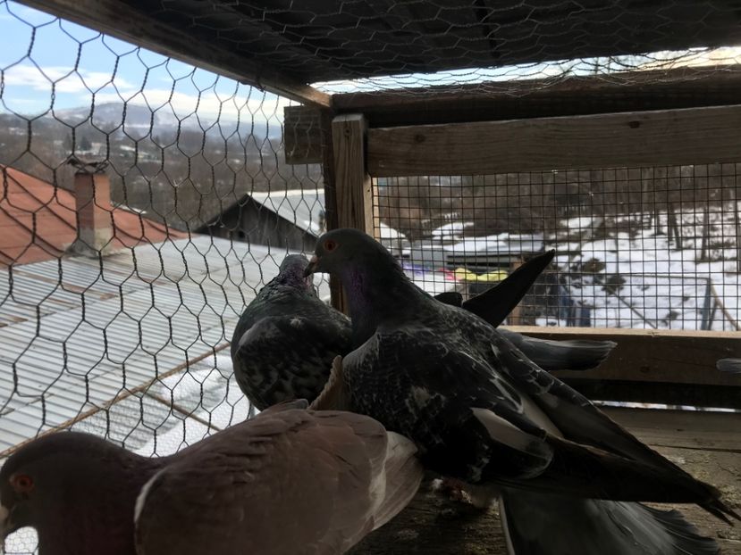 poza6 - Gutani 2019-2020