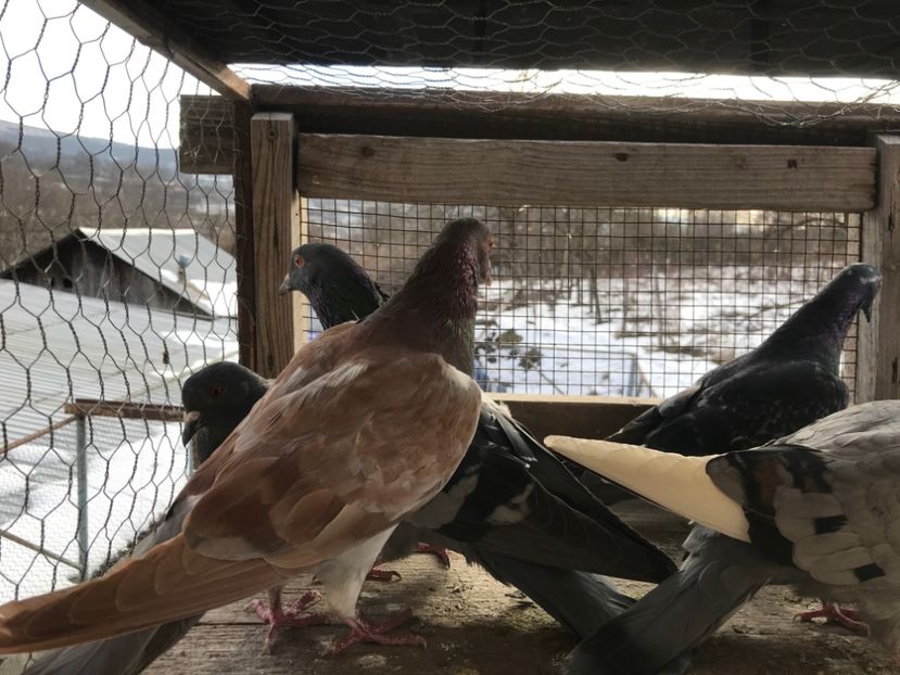 poza9 - Gutani 2019-2020