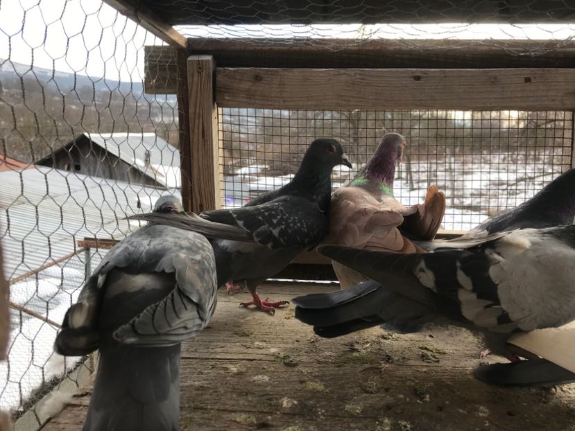 Poza10 - Gutani 2019-2020