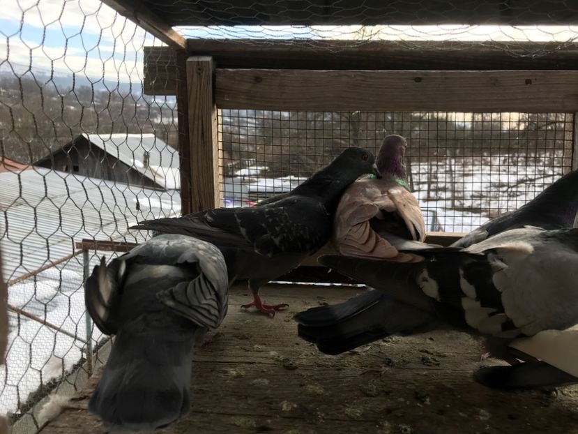 Poza11 - Gutani 2019-2020