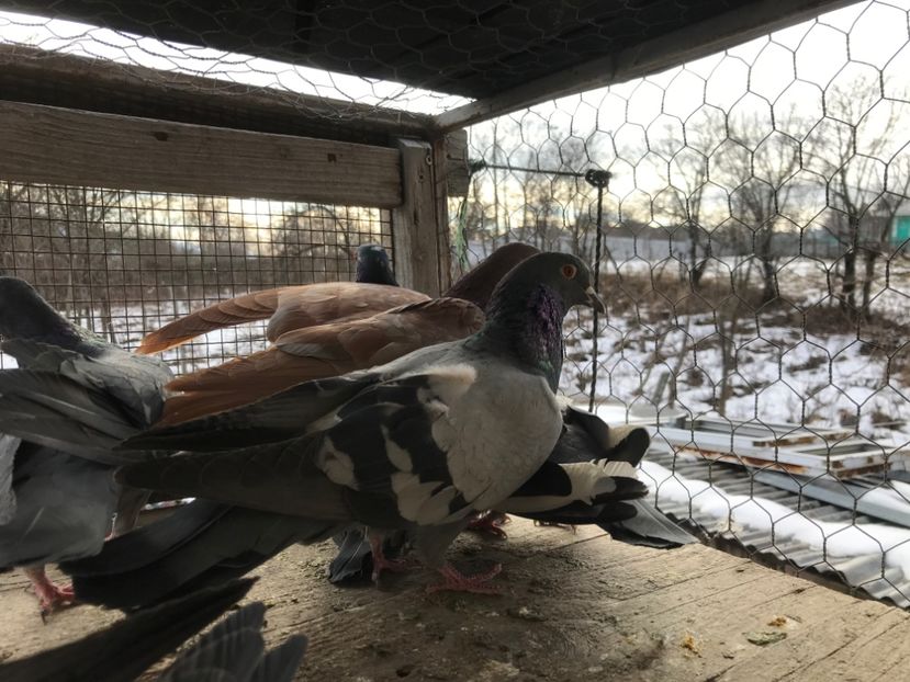 Poza12 - Gutani 2019-2020