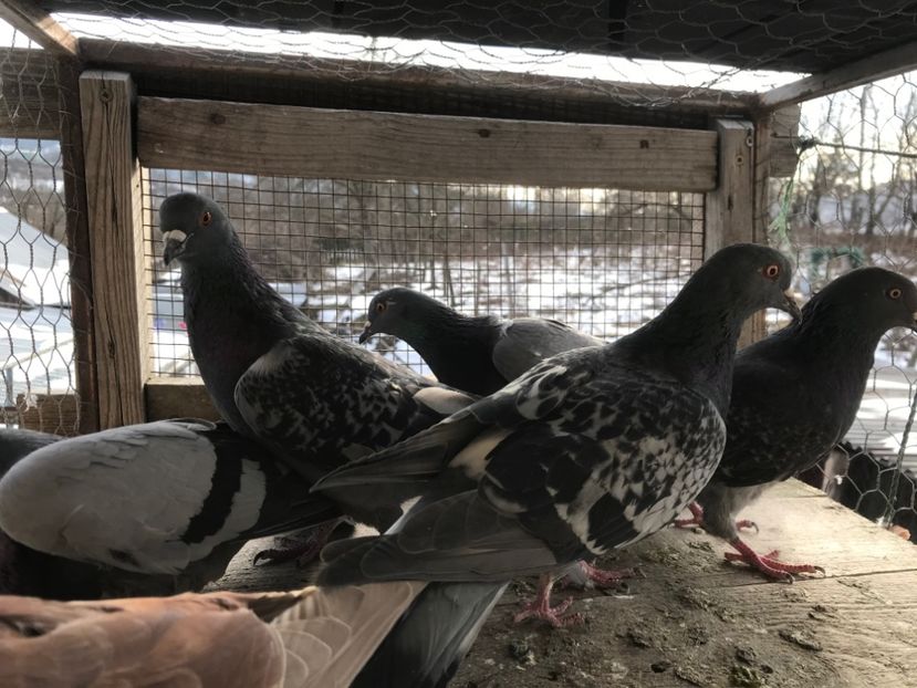 poza13 - Gutani 2019-2020