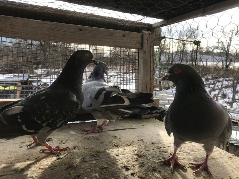 Poza15 - Gutani 2019-2020