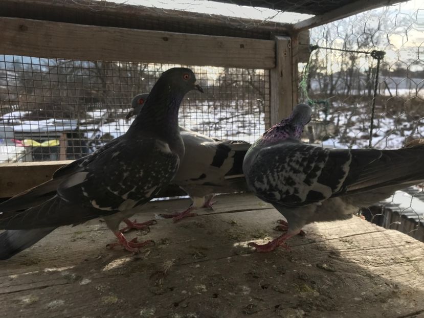 Poza16 - Gutani 2019-2020