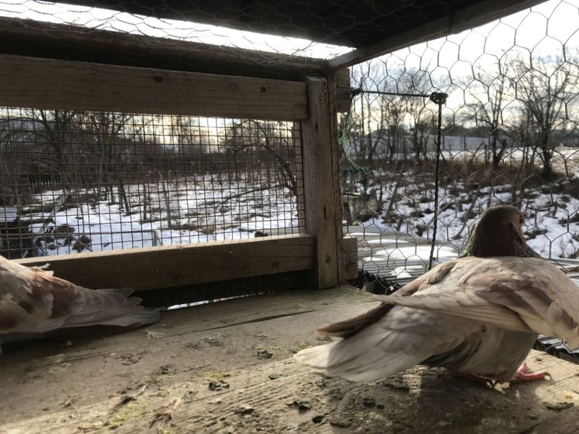 poza18 - Gutani 2019-2020