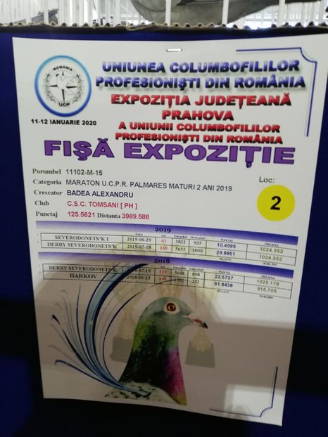  - 2020 Porumbei participanti din crescatoria BADEA ALEXANDRU in EXPOZITIA JUDETEANA UCPR