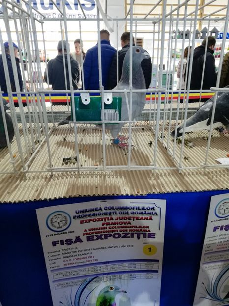  - 2020 Porumbei participanti din crescatoria BADEA ALEXANDRU in EXPOZITIA JUDETEANA UCPR