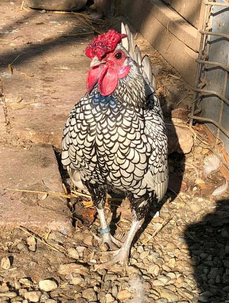 plan frontal - sebright argintiu matca 2020