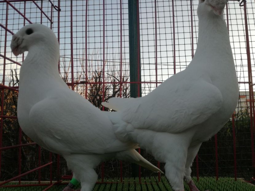  - Porumbei albi de vanzare 2020
