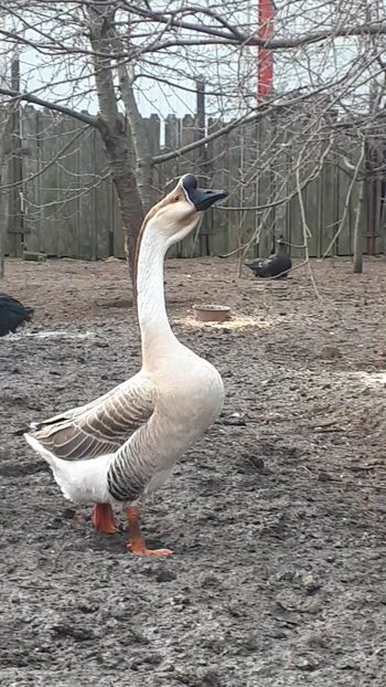 VideoCapture_20200111-181800 - A Gaste chinezesti si africane 2018-2019