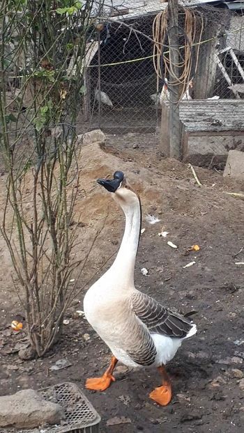 VideoCapture_20200111-181629 - A Gaste chinezesti si africane 2018-2019