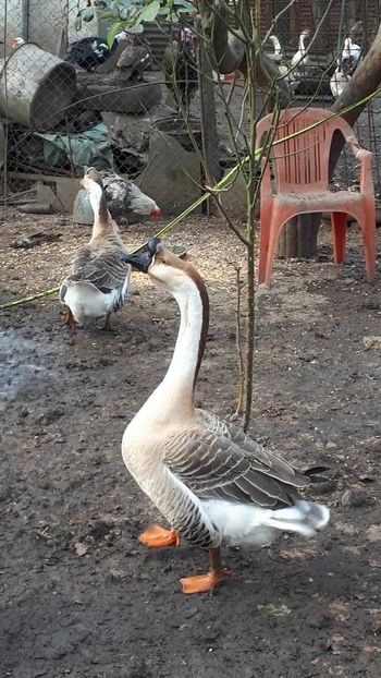 VideoCapture_20200111-181633 - A Gaste chinezesti si africane 2018-2019