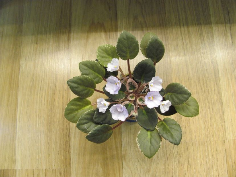  - Robs Pewter Bells