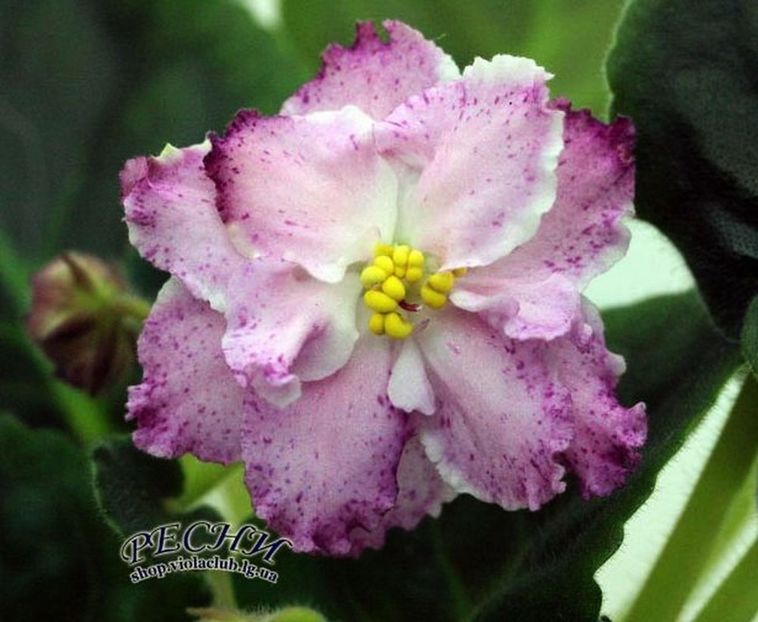 poza net - ZZZRS Gabriela