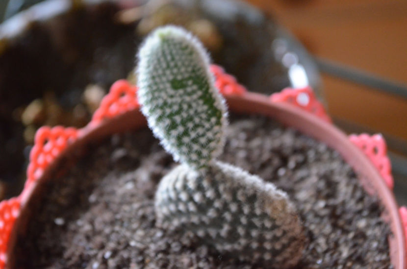  - suculente si cactusi