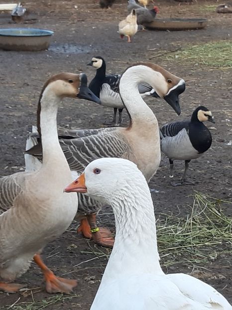 3 specii diferite - Gaste 2020