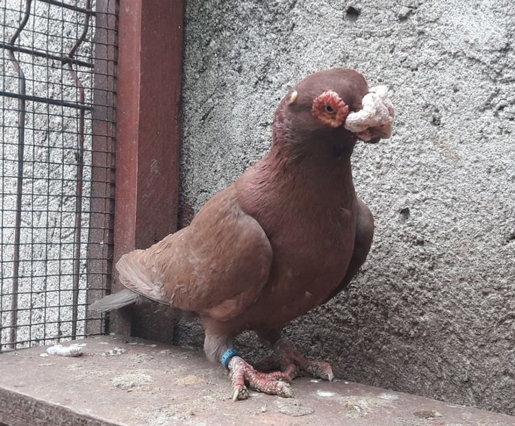 M 2018 - Carunculați 2019