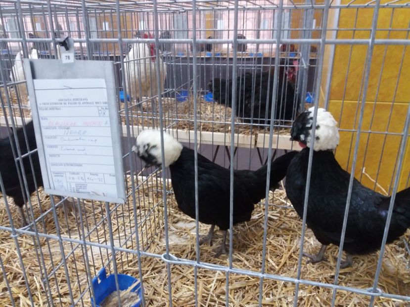  - Expoziția de găini și iepuri Sibiu 2020