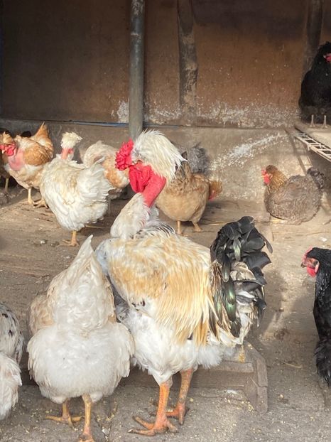 DAACB462-C34F-4B8E-AF50-2AD6ECB6B0E9 - Cocosi-matca-2020