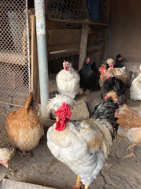 4DB37335-52DE-479B-8B18-A626903DC0DE - Cocosi-matca-2020