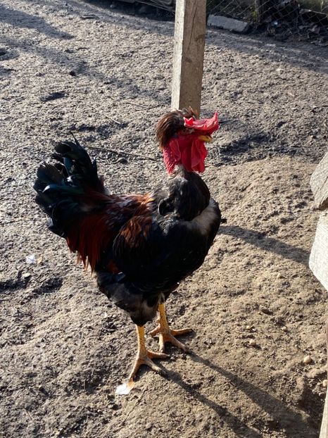 920DA065-B121-4F2F-8578-616B38ECC42C - Cocosi-matca-2020