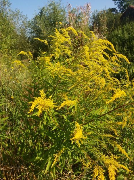  - Flori din gradina 2019