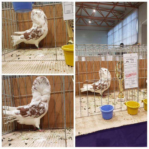 PhotoCollage_1578832883234 - Campion Expozitie Fauna Banatului Timisoara 2019