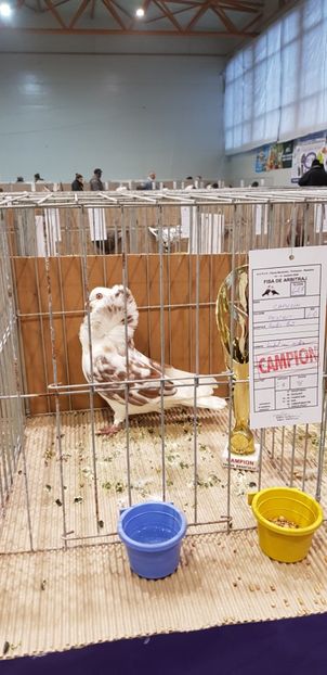  - Campion Expozitie Fauna Banatului Timisoara 2019
