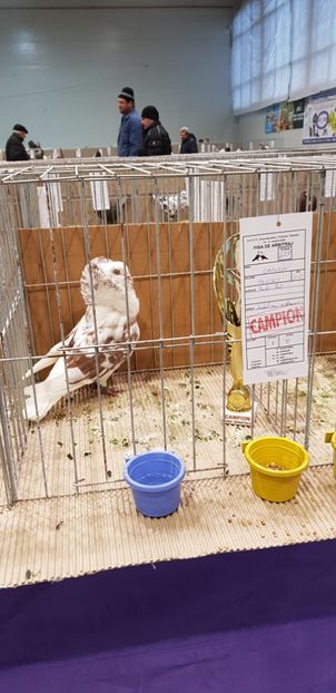  - Campion Expozitie Fauna Banatului Timisoara 2019