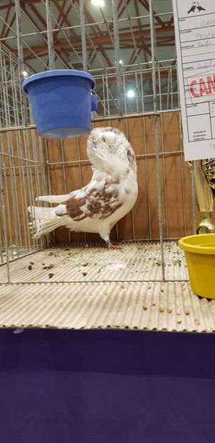  - Campion Expozitie Fauna Banatului Timisoara 2019